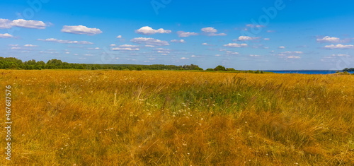 Summer landscape with dry yellow grass, shrubs, trees and blue sky with white clouds