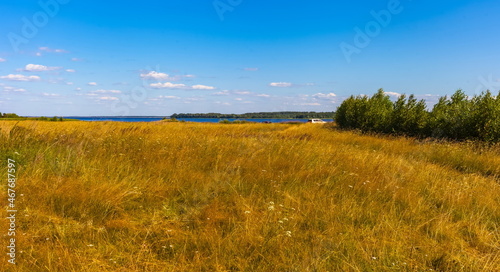 A summer landscape with a river, dry yellow grass, shrubs, trees and a blue sky with white clouds