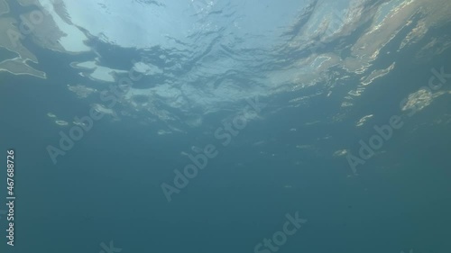 Dolphins - A group of dolphins playing under the surface of the water. Extreme close-up of Bottlenose Dolphins swims in the blue water photo