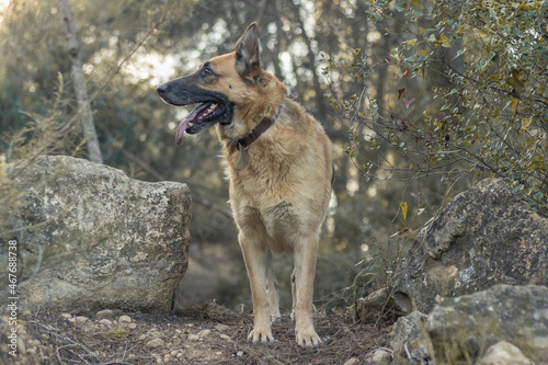 Perro pastor alemán en un bosque 