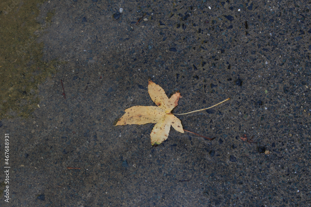 fallen maple leaf 