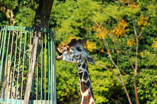 giraffe under a tree