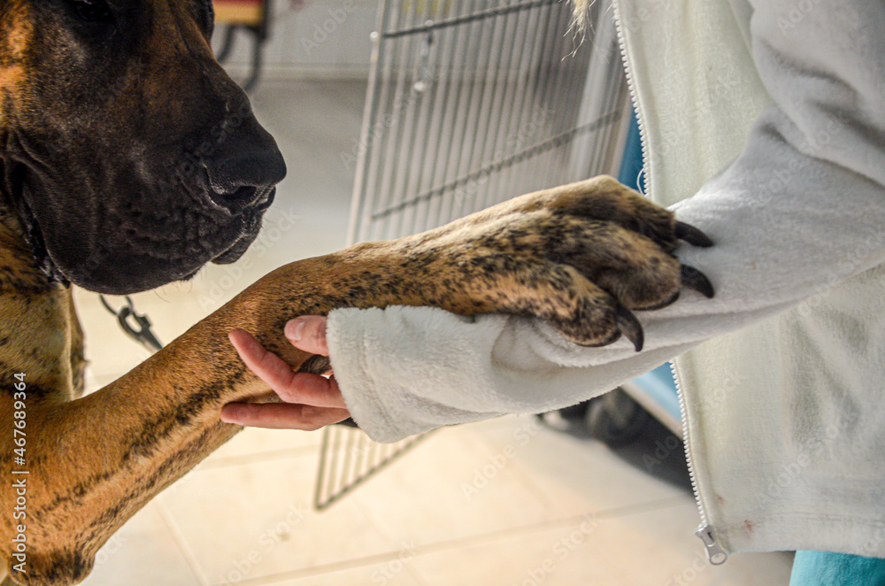 a woman vet and a great dane dog in a clinic  - obrazy, fototapety, plakaty 