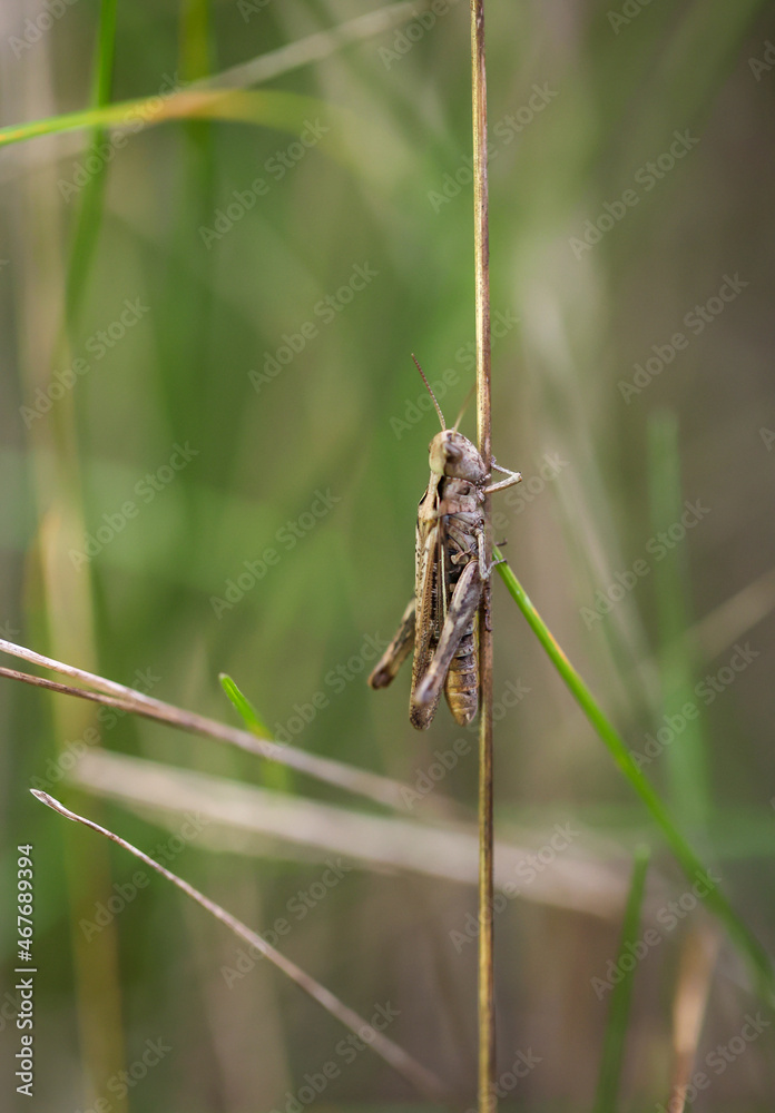 Ein Grashüpfer sitzt im Gras auf einer Wiese.
Ein Grashüpfer sitzt im Gras auf einer Wiese.