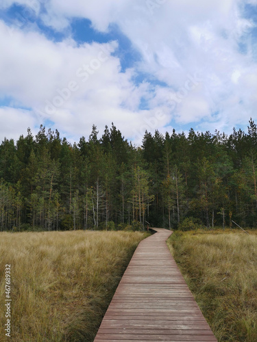 A deck of brown wooden planks over a swamp with yellowed grass, going to the forest, against a beautiful sky with clouds..