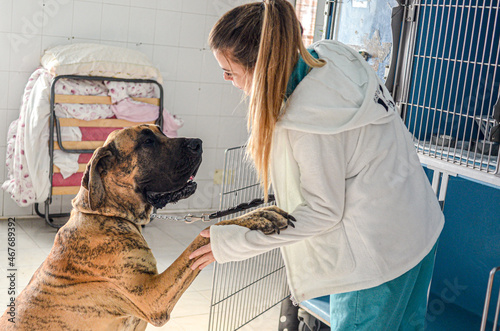 a woman vet and a great dane dog in a clinic 