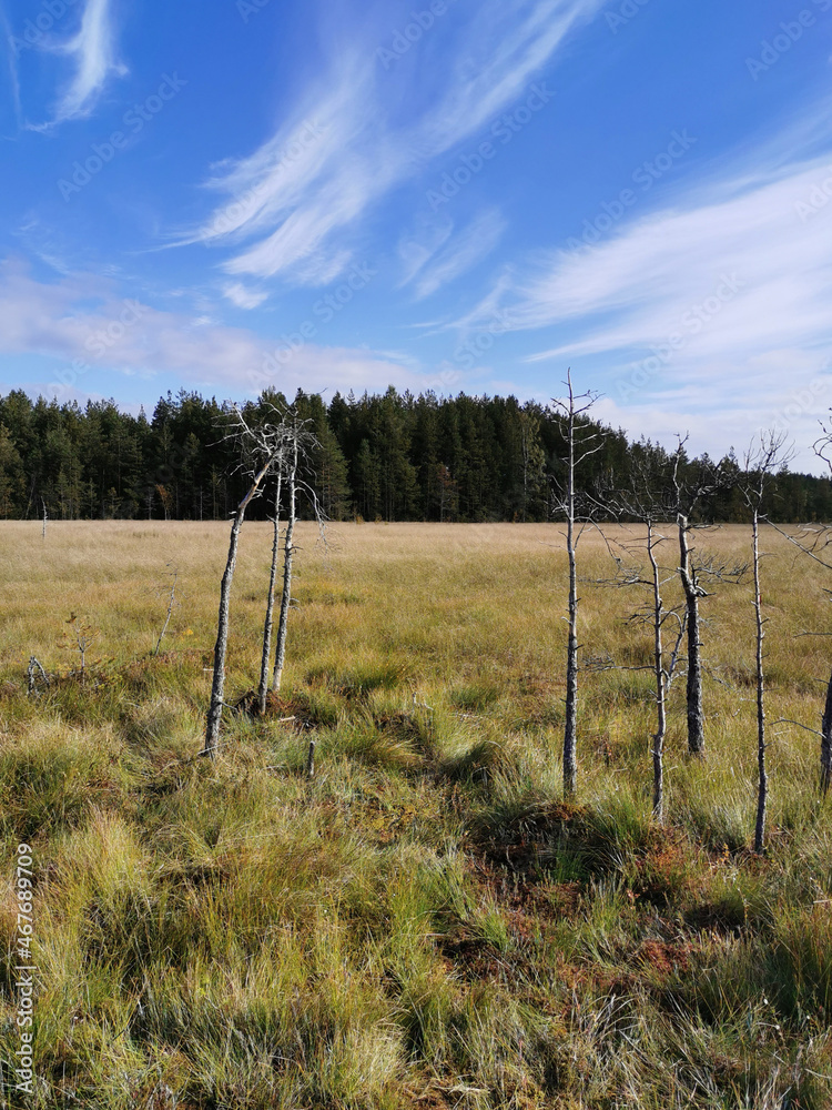 Dried-up trees standing in a swamp, among the grass on the background of the sky with clouds.
