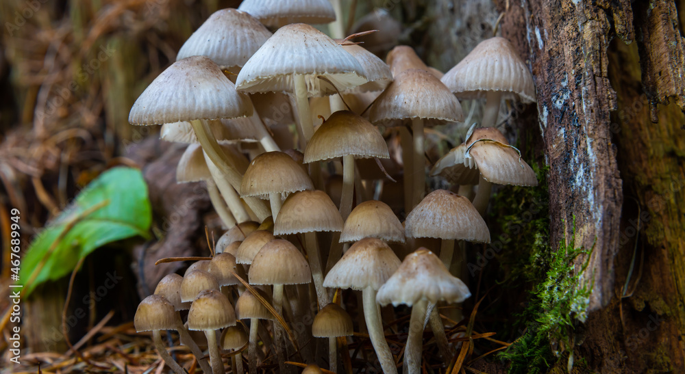 Autumn delicate, beautiful mushroom macro close up of fruiting fungi on a fallen rotting tree with moss during soft overcast light in a open broad leaved woodland forest floor Autumn delicate, beautiful mushroom macro close up of fruiting fungi on a fallen rotting tree with moss during soft overcast light in a open broad leaved woodland forest floor