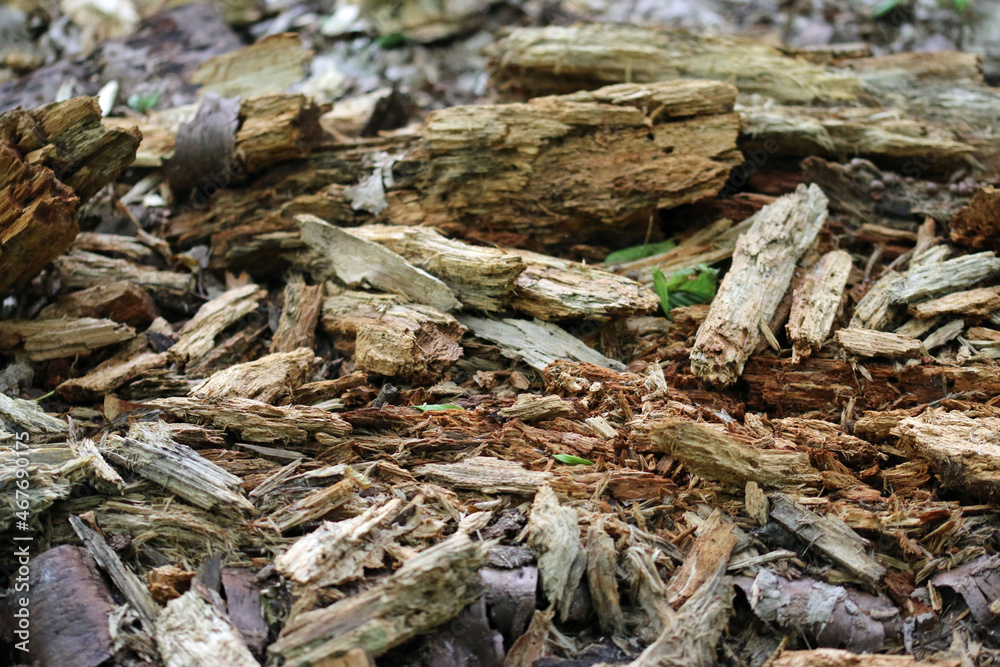 Rotten tree trunk on woodland floor Rotten tree trunk on woodland floor