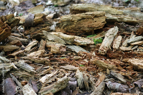 Rotten tree trunk on woodland floor