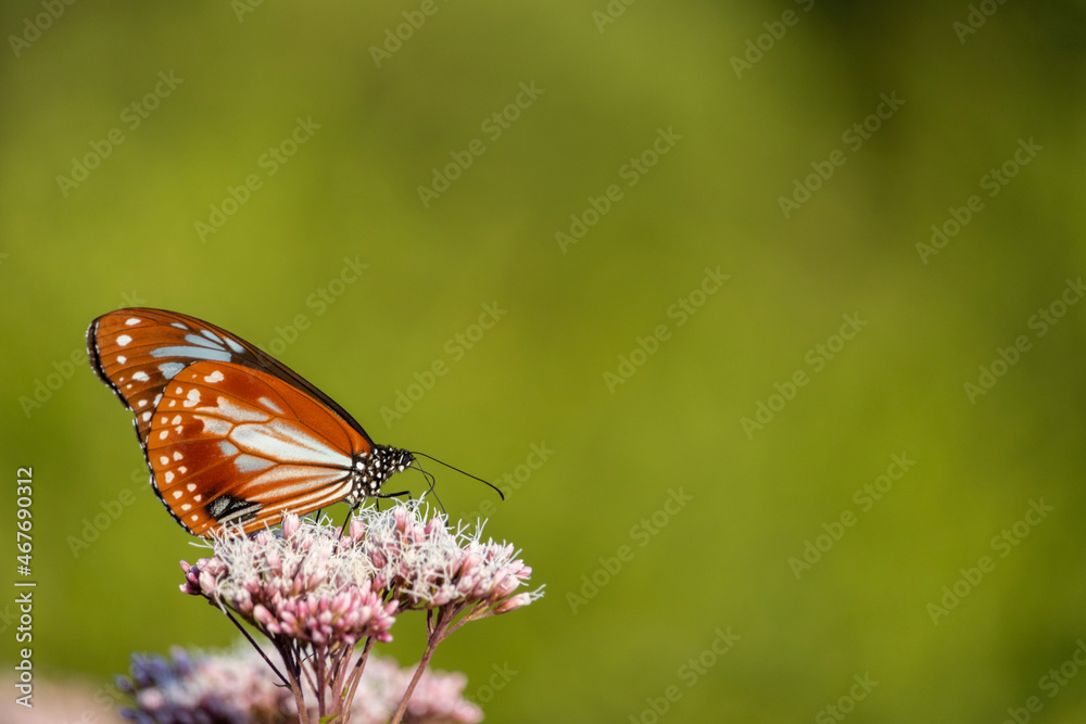 Fototapeta premium アサギマダラとフジバカマ（日本、秋、10月）