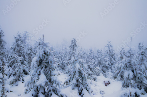 Winter in the forest, spruce trees in the snow, pine trees covered with snow, white winter in beautiful forests, a lot of snow, branches covered with snow © PeterG