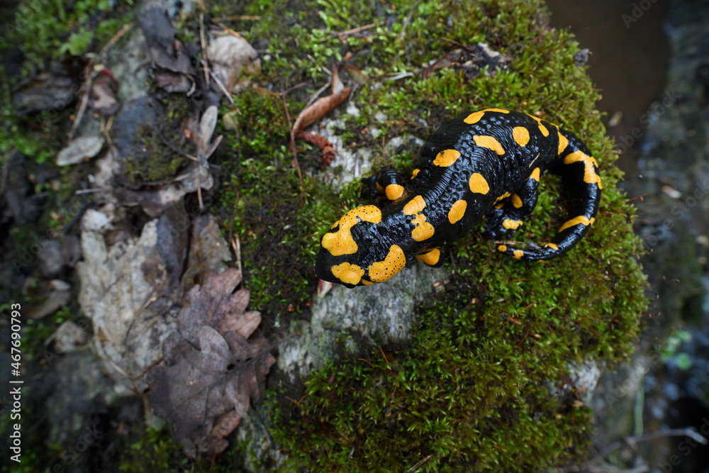 Fire salamander at moss stone