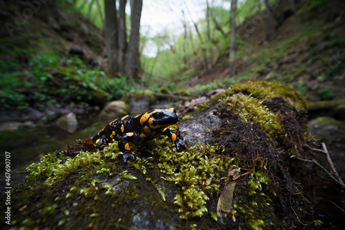 Fire salamander at moss stone © PetrDolejsek