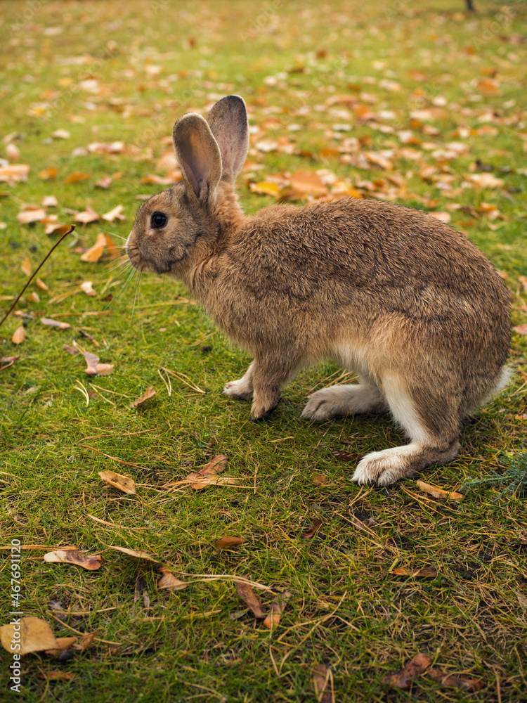 A hare is jumping on an autumn meadow A hare is jumping on an autumn meadow
