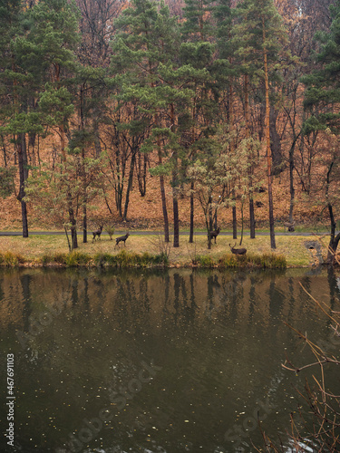 A group of deer in the park. National park Mezhygirya in autumn. Ukraine