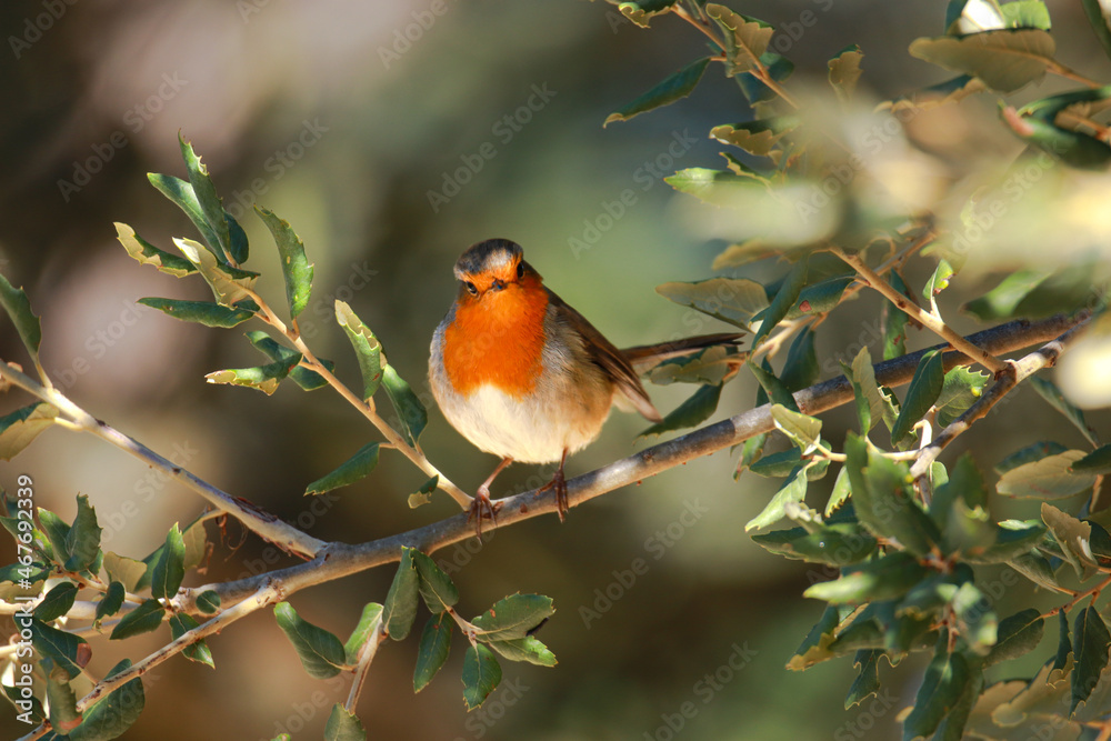 Robin Redbreast in a tree. European Robin Robin Redbreast in a tree. European Robin
