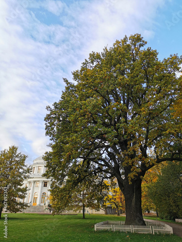 View of the Elaginoostrovsky Palace and a three-hundred-year-old English oak tree in the park of St. Petersburg