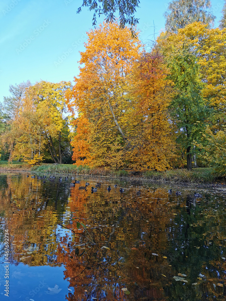 Autumn in the park. Trees in yellow, green, orange leaves are reflected in the water of a pond in which ducks swim.