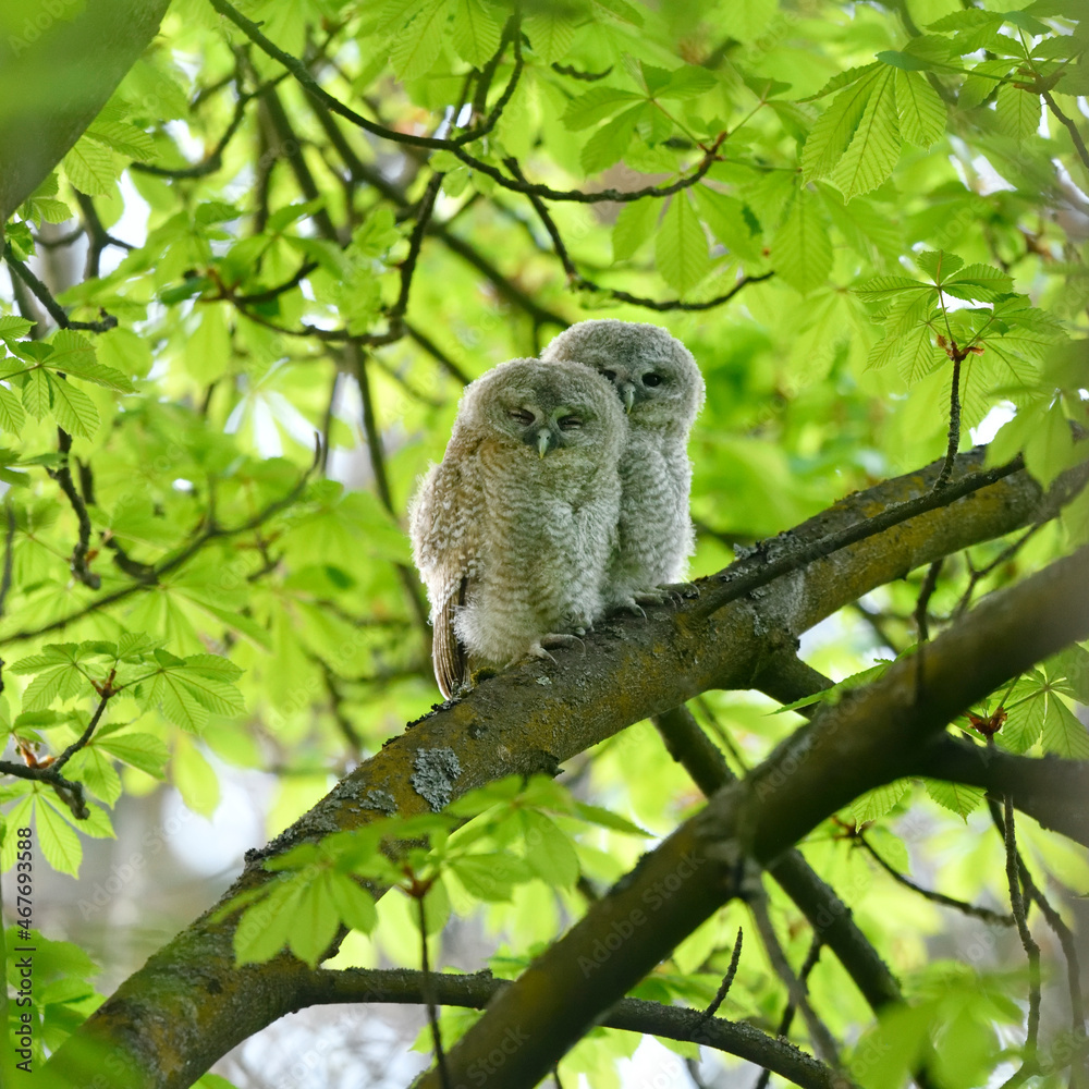 Tawny owl juveniles perched on a chestnut tree Tawny owl juveniles perched on a chestnut tree