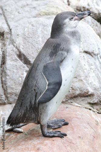 a penguin 