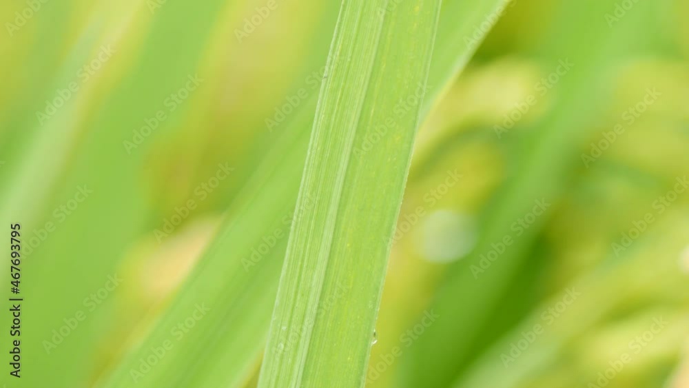 Close up of rice paddy leaf background image, Gyeongsan-si, Gyeongsangbuk-do, South Korea