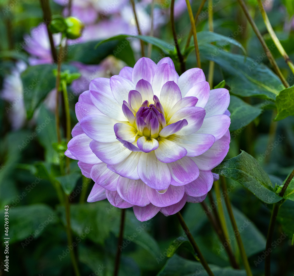 Obraz premium The dahlia (name, Sandia Melody) in the dahlia garden Baden Baden near the lichtentaler alley. Baden Baden, Baden Württemberg, Germany