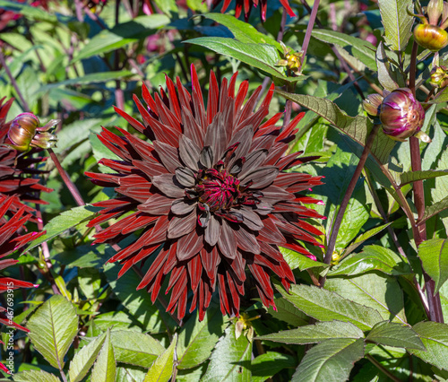 The dahlia (name, Black Jack) in the dahlia garden Baden Baden near the lichtentaler alley. Baden Baden, Baden Württemberg, Germany photo