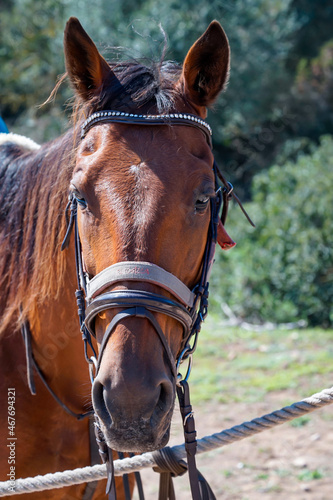 Portrait eines Pferd, eines Reitpferd mit Sattel in der freien Natur.
