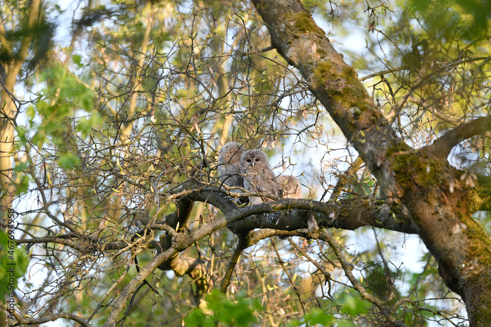 Fototapeta premium Tawny owl juveniles perched on a maple tree
