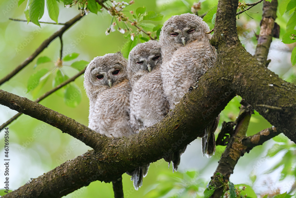 Tawny owl juveniles perched on a cherry tree Tawny owl juveniles perched on a cherry tree