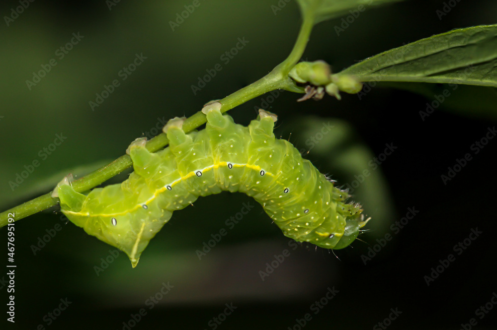Portrait, Nahaufnahme einer Schmetterlingsraupe an einer Pflanze.
