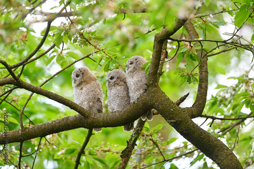Tawny owl juveniles perched on a cherry tree
