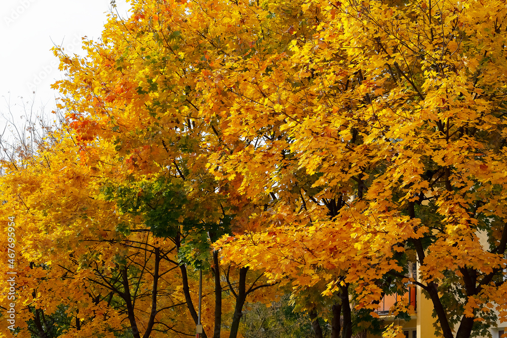 Maple trees change their colors to yellow and red