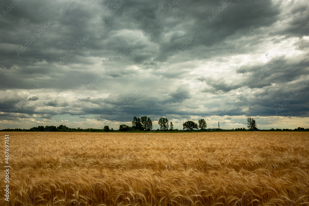 Fototapeta premium Grain field and dark clouds on the sky
