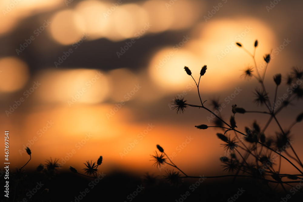 Obraz premium 冬の夕暮れと枯れ草のシルエット 11月