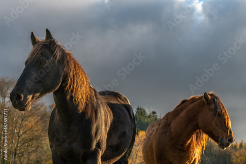 Horse portait in a mountain pasture. © bios48