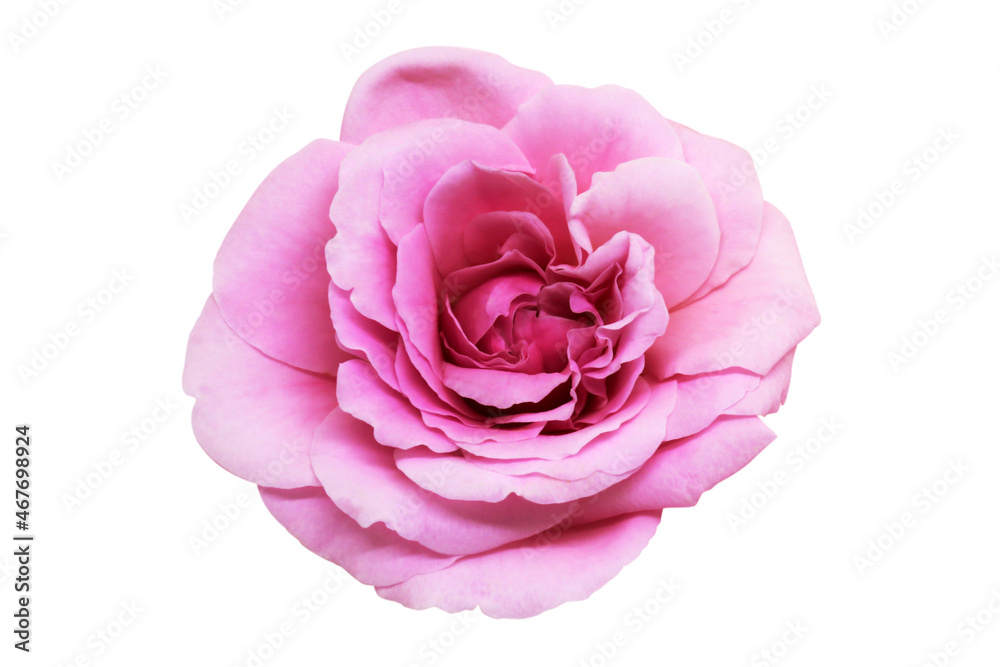 Pink rose flower isolated with clipping path on white background. Pink rose flower isolated with clipping path on white background.