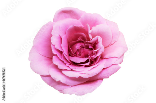 Pink rose flower isolated with clipping path on white background.