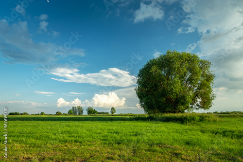 Large tree in a meadow and clouds against the blue sky