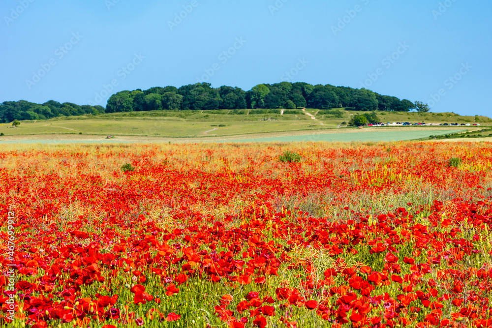 Field of bright red poppies