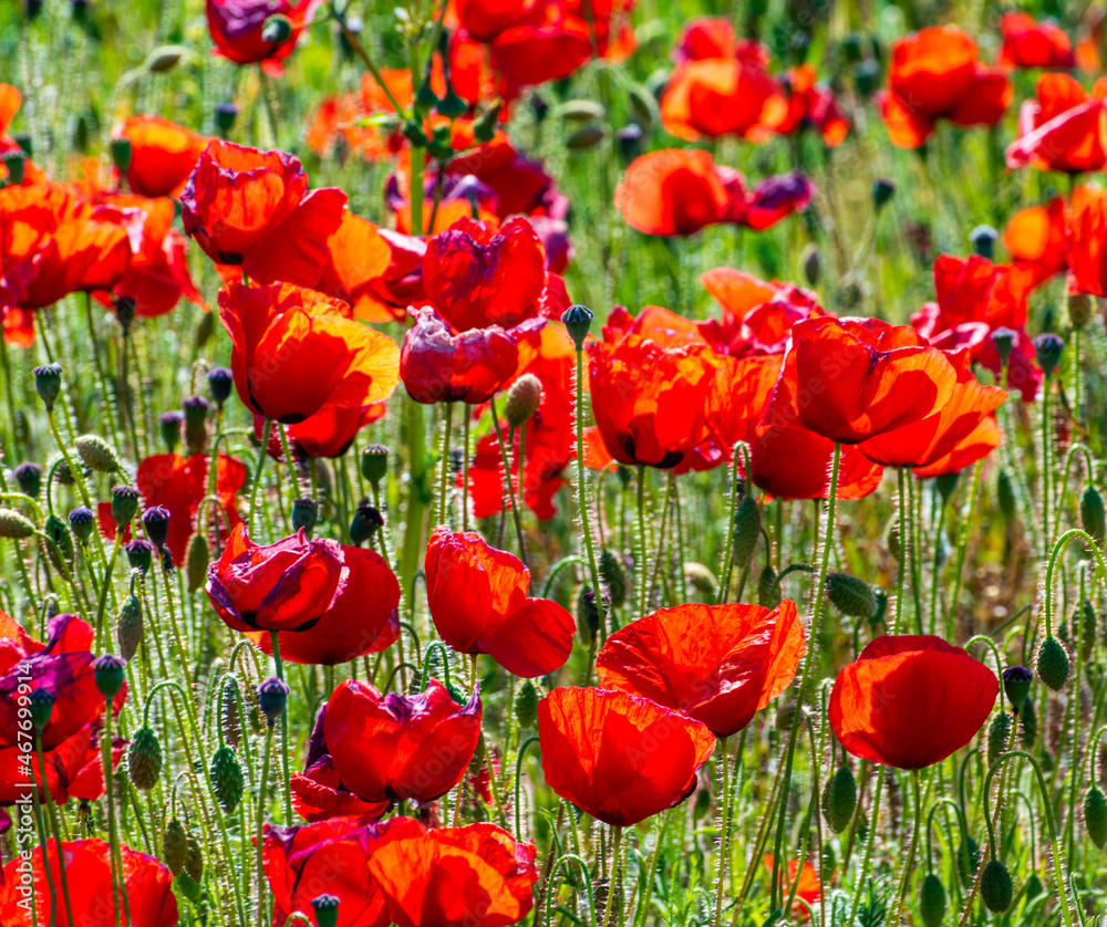 Field of bright red poppies Field of bright red poppies
