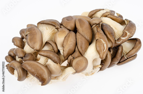 Fresh gray cultured oyster mushrooms for culinary. Studio Photo
