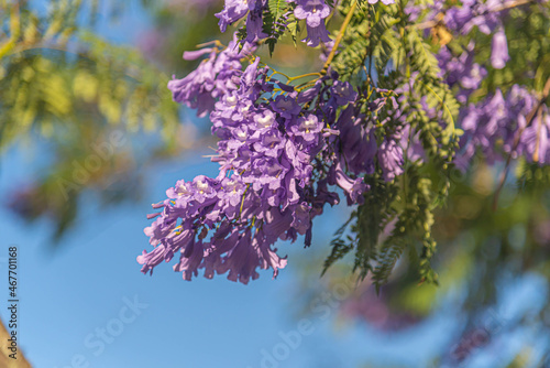 Lilac flowers of the Jacaranda tree mimosifolia, D. Don
