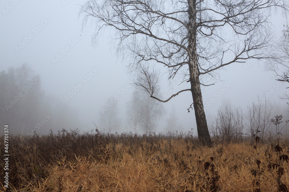Autumn fog in the forest near Moscow