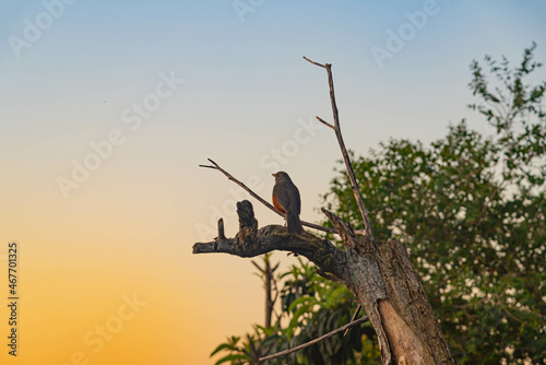 Turdus rufiventris bird perched on dry tree branch photo