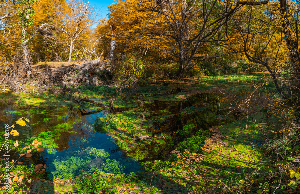 A pond in the forest overgrown with algae