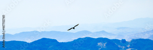 Bird soaring with mountain range panorama