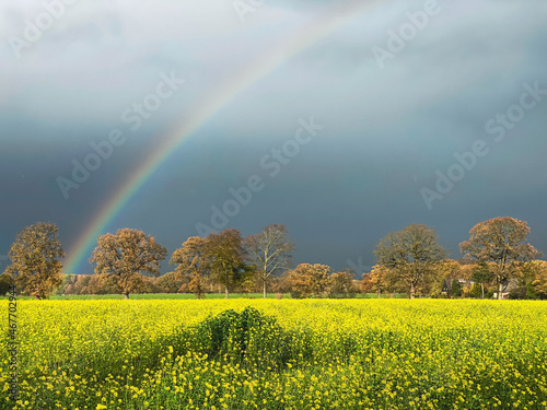 rainbow above the field with blossoming rapeseed, just before thunderstorm with trees in autumn color