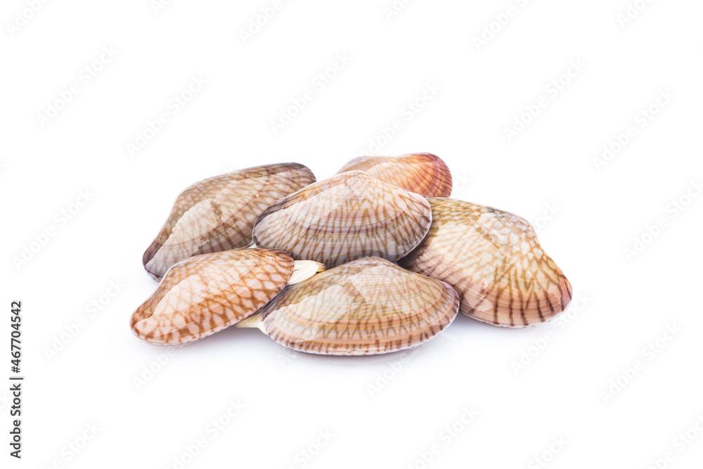 Flower clam on a white background